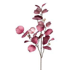 Eucalyptus fljl Fuchsia H: 80 cm.