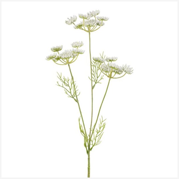 Skrmblomst Hvid H: 50 cm.