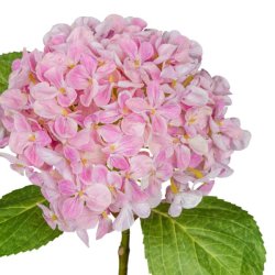 Hortensia Rosa H: 48 cm.