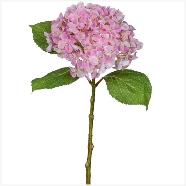 Hortensia Rosa H: 48 cm.
