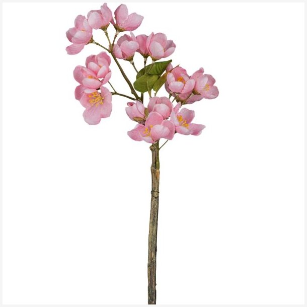 bleblomst gren Rosa H: 35 cm.