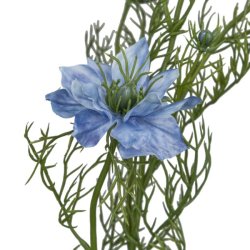 Nigella Lysebl� H:68cm.