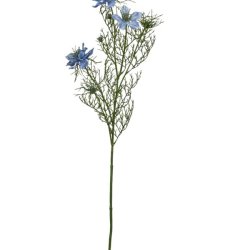 Nigella Lysebl� H:68cm.