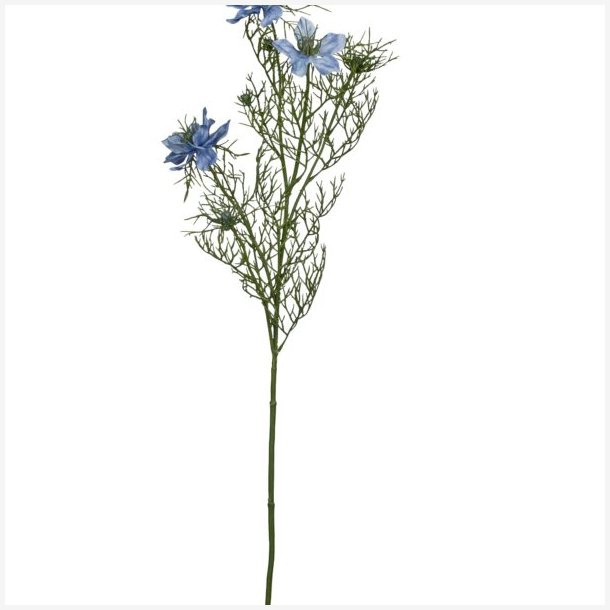 Nigella Lysebl� H:68cm.