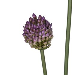 Allium buket Lilla H: 66 cm.