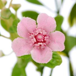 Phytolacca Rosa H:72cm.