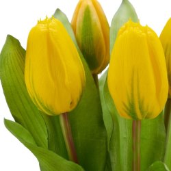 Tulipan Bundt 5 stk. Gul H:32cm.