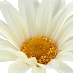 Marguerit Hvid H:57cm.