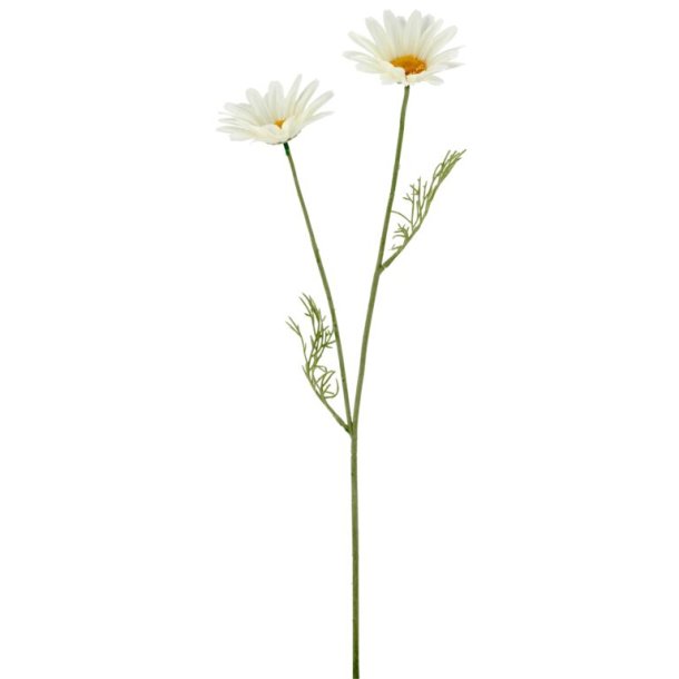 Marguerit Hvid H:57cm.