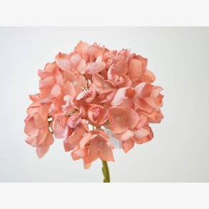 Hortensia stilk, Lyserd L: 45 cm.