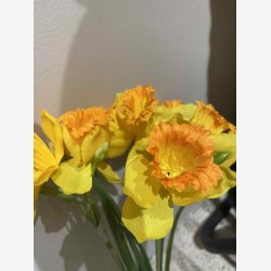 P�skelilje Bundt m. 3 stk. Gul H:41cm.