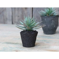 Chic Antique - Fleur Sukkulent H12,5 cm grn