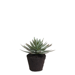 Chic Antique - Fleur Sukkulent H12,5 cm grn