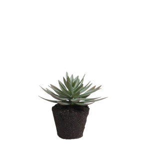 Chic Antique - Fleur Sukkulent H12,5 cm grn