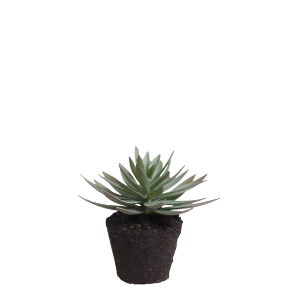 Chic Antique - Fleur Sukkulent H12,5 cm grn