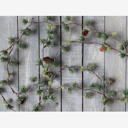 Chic Antique - Cedertrsranke L:160 cm. 