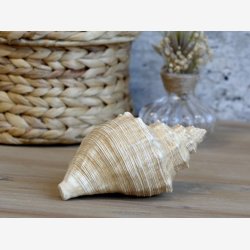 Chic Antique - Konkylie, Antique Natur. H8,5/L14/B7,5cm.
