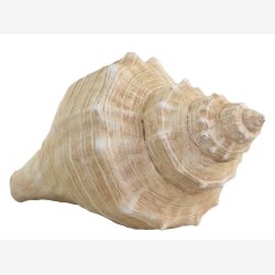 Chic Antique - Konkylie, Antique Natur. H8,5/L14/B7,5cm.