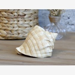Chic Antique - Konkylie, Antique Natur. H10,5/L13,5/B8,5cm.