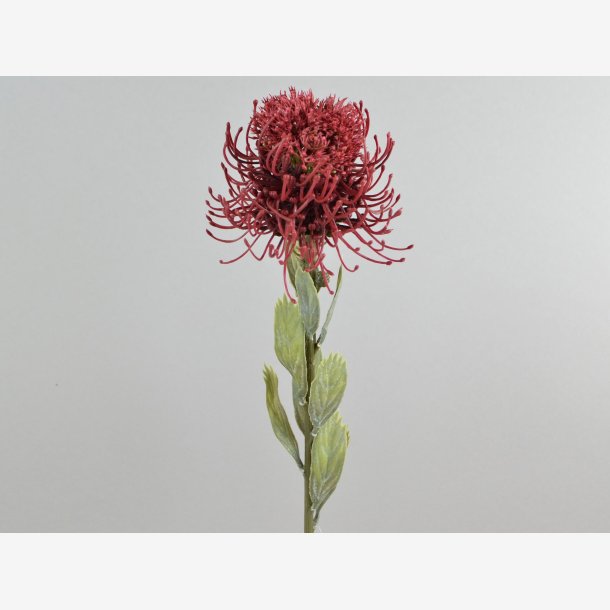 Protea Blomst 60 cm. Lilla