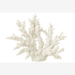 J-Line - Koral Hvid Polyresin XL 34x13x27cm.