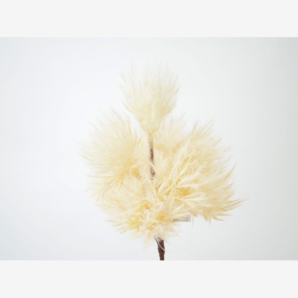 Astilbe stilk, Beige L: 50 cm.