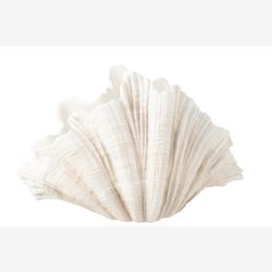 J-Line - Muslingeskal Dekorationsvase Beige Polyresin 57x31x36cm.