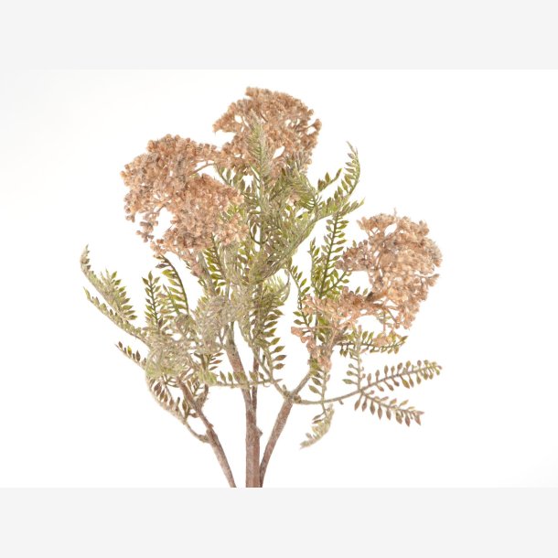 Acacia gren m/br, Brun L: 68 cm.