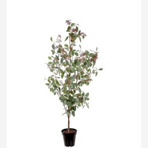 Mr. Plant - Eucalyptus 175 cm