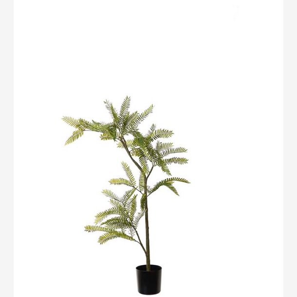 Mr. Plant - Mimosa Pudica 80 cm