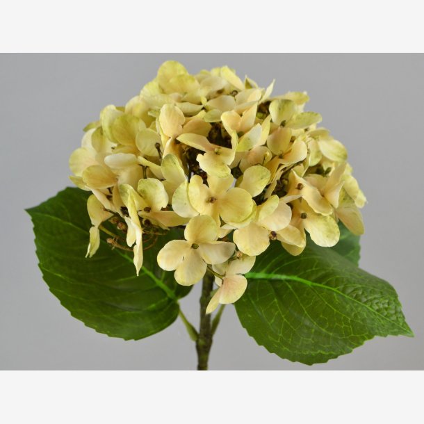 Hortensia Blomst m/blade 48 cm. Creme
