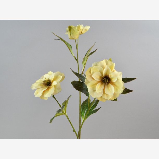 Julerose m/3 blomster &amp; 2 knopper 65 cm. Creme