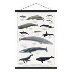 Koustrup&Co. - Magnetskinne A2 Sort