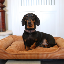 OLGA - Hundekurv i fl�jl 70 x 52 cm.