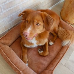 OLGA - Hundekurv i fl�jl 70 x 52 cm.