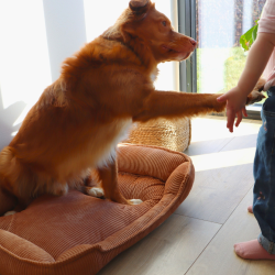 OLGA - Hundekurv i fl�jl 70 x 52 cm.