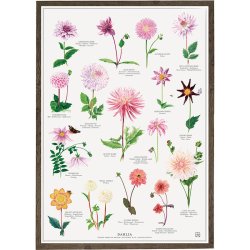 Koustrup&Co. - Plakat Dahlia A4