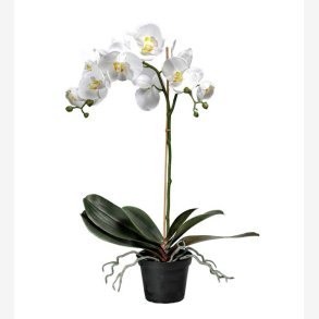 PH-Import - Kunstig Phalaenopsis, Orkide hvid, 60 cm