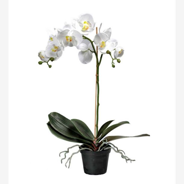 PH-Import - Kunstig Phalaenopsis, Orkide hvid, 60 cm