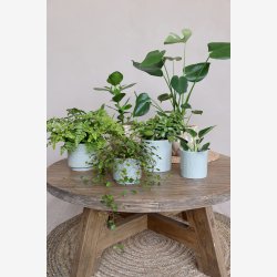 Chic Antique - Fayence Urtepotteskjuler m/mnster Verte H: 10 : 11 cm.