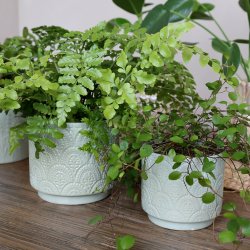 Chic Antique - Fayence Urtepotteskjuler m/mnster Verte H: 13 : 14 cm.