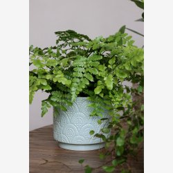 Chic Antique - Fayence Urtepotteskjuler m/mnster Verte H: 13 : 14 cm.