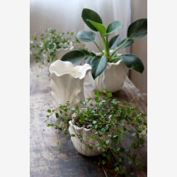 Chic Antique - Fayence Urtepotteskjuler m/blade Creme H: 19 : 14,5 cm.