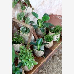 Chic Antique - Gaston Urtepotteskjuler m/mnster Latte H: 11 : 11 cm.