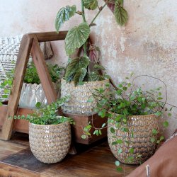 Chic Antique - Gaston Urtepotteskjuler m/mnster Latte H: 14 : 14 cm.