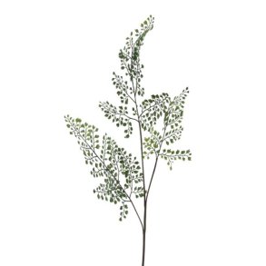 Adianthum gren L: 82 cm.