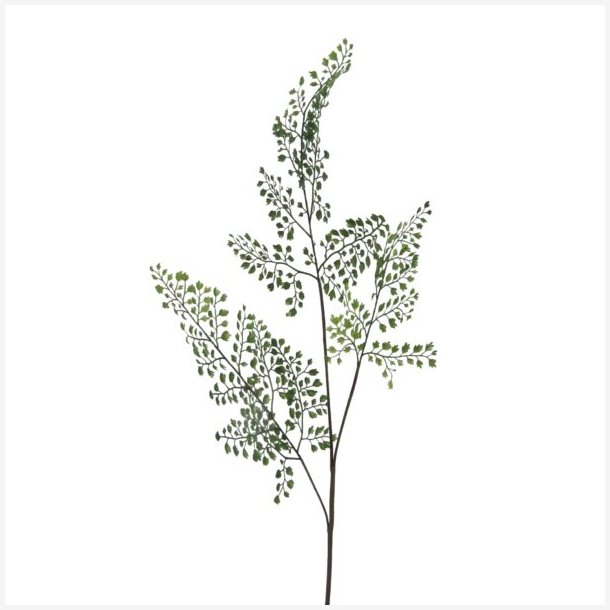 Adianthum gren L: 82 cm.