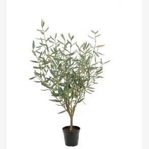 Mr. Plant - Oliventr H: 100 cm