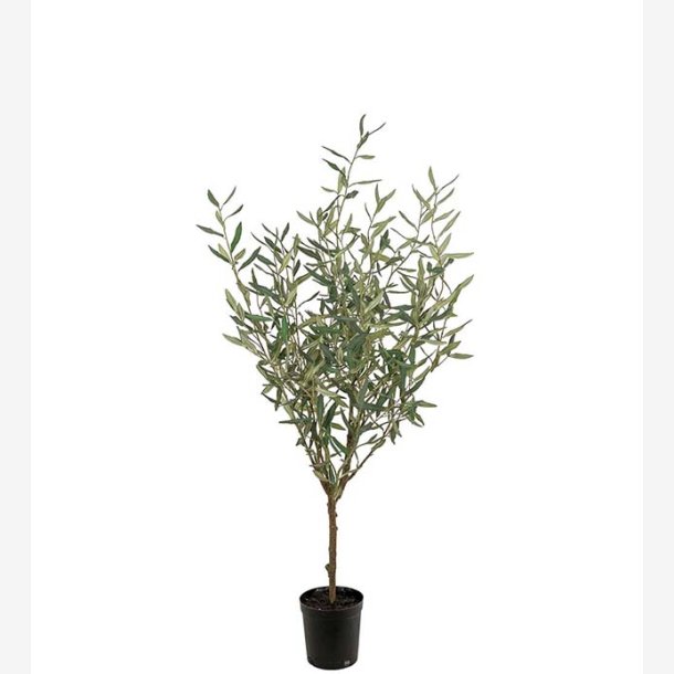 Mr. Plant -  Oliventr H: 130 cm