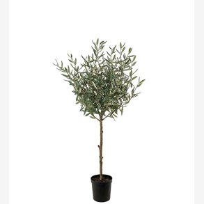 Mr. Plant -  Oliventr H: 150 cm